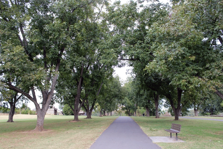 bench and tall pecan trees in Joyner Park located in Wake Forest, NC 